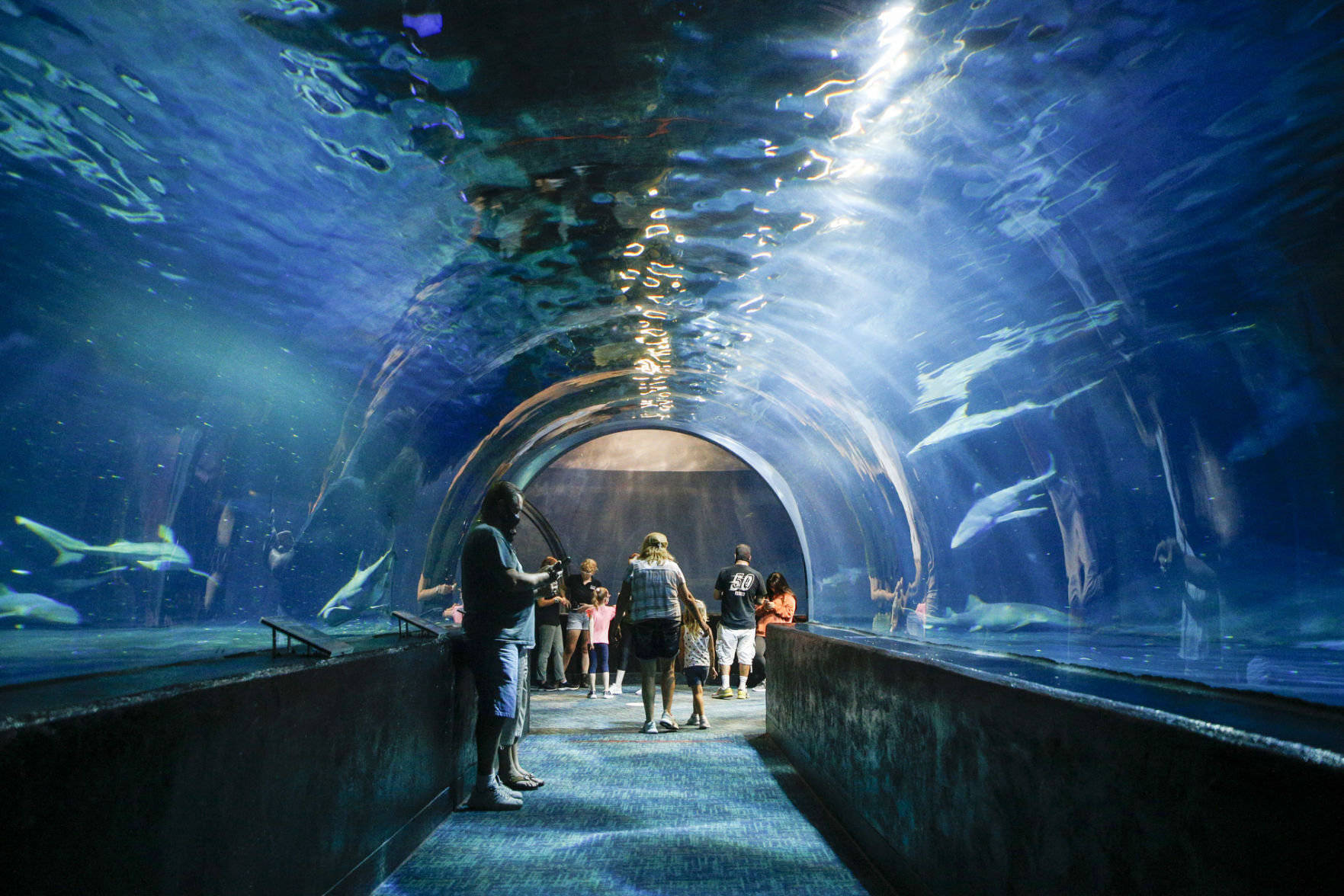 Oklahoma Aquarium sharks